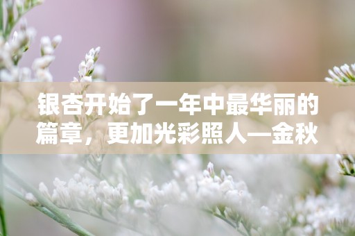 银杏开始了一年中最华丽的篇章，更加光彩照人—金秋的唯美文案45句-第1张图片-觅纤